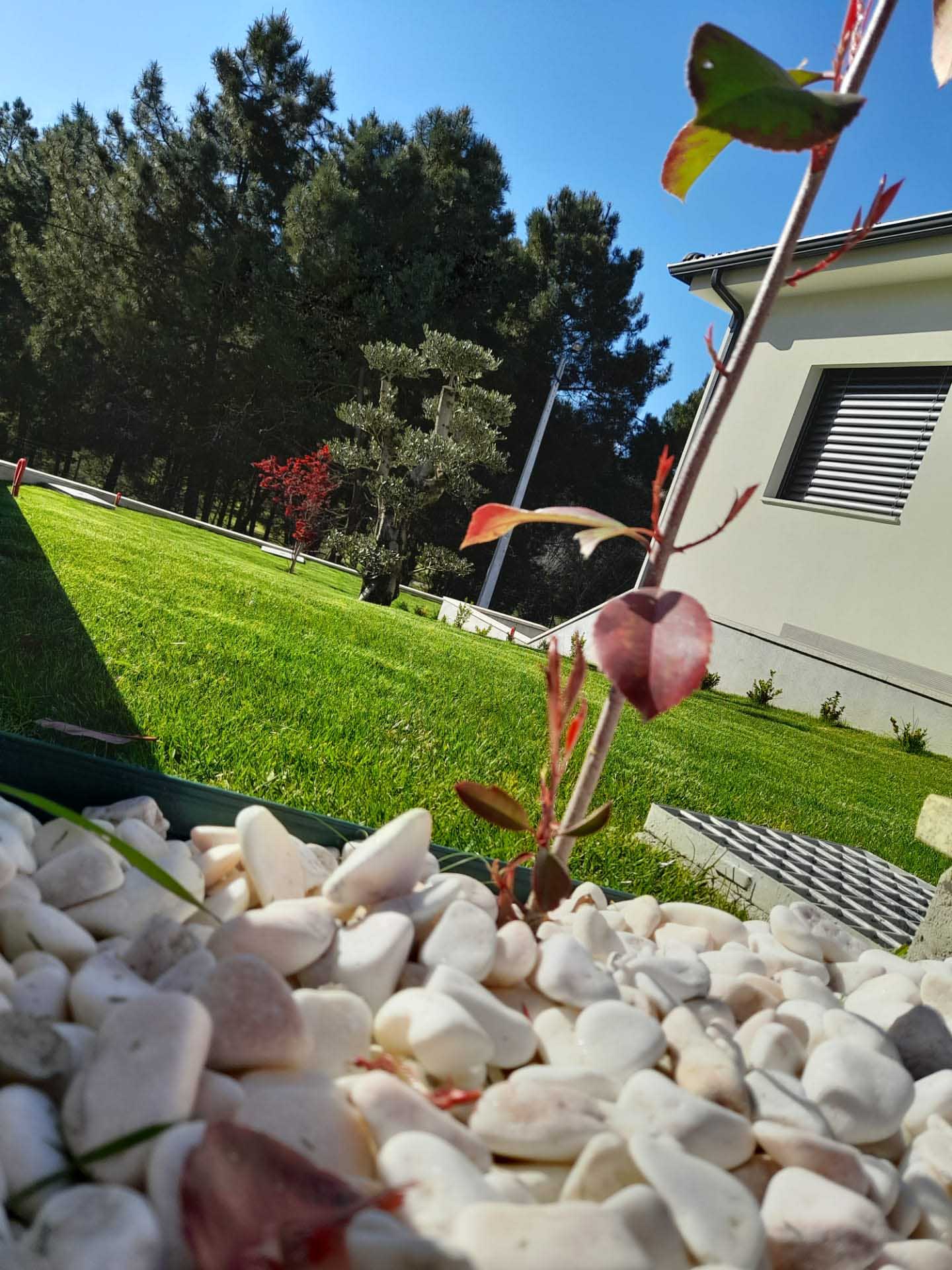 service single images